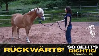 👉 Rückwärts am Seil – So bekommst du Respekt & Leichtigkeit in der Bodenarbeit! | #horsemanship 