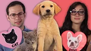 Dog Facts Vs. Cat Facts
