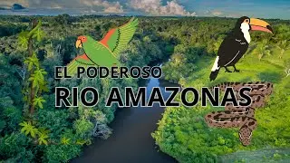 El Poderoso R&iacute;o Amazonas: Datos, Selva y Conservaci&oacute;n