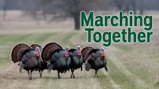 Wild Turkeys Marching Through the Food Plot | Daytime Wildlife