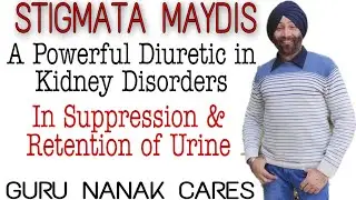 STIGMATA MAYDIS | The CORN SILK gift of Homeopathy | A Powerful Diuretic | सूजन का रामबाण ईलाज