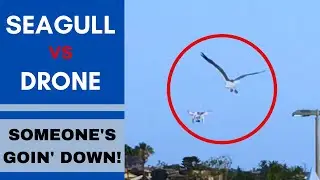 Seagull VS Drone - Who Wins?
