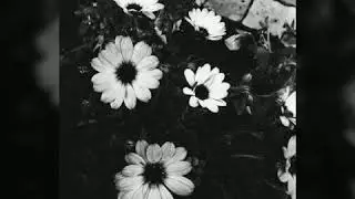Too young to grow old - Lxandra (Lyrics)