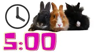5 Minute Timer | Rabbits 🐰