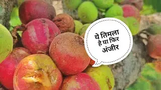 क्या तिमला और अंजीर एक ही है?||तिमला||अंजीर||Pahadi Fruits||Prakash Goswami||Pahadi Prakash Goswami