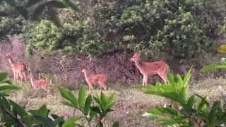 Lanai Archery Hunt | Up Close and Personal | Ground Blind 2021