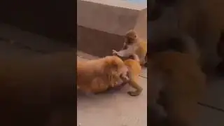 Monkey funny videos #funny#comedy#shorts#bander#monkey videos#rushda hayat