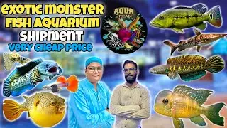 Exotic Monster Fish Aquarium Shipment | Rare Fish at Very Cheap Price | Aqua Dream | kami razzaq 🐟