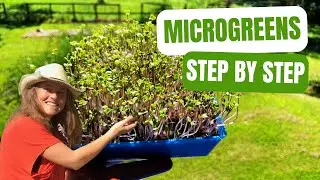 How I Grow Microgreens at Home In Australia (Broccoli, Kale + Red Cabbage)