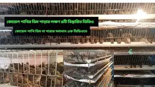 কোয়েল পাখি ডিম দিচ্ছে না? আসল কারণ ও সহজ সমাধান | Smart Agro Farming