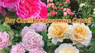 Вожделенные Сорта роз!!Массовая посадка