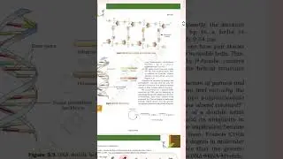 DNA | NCERT Line by Line | Structure, Salient Features |Biology Quick Revision #neet #ncert #shorts