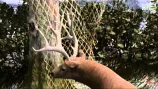 3D DEER Animations