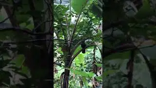KOEL.   Eudynamys scolopacea