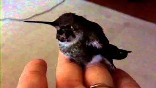 Hummingbird coming out of torpor