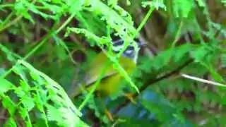 endemic, Santa Marta warbler, Myiothlypis basilicus, Sierra Nevada de santa marta, Bogota birding