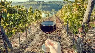 The sustainable winemaking process