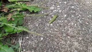 kruipende rups koninginnenpage - crawling caterpillar of the swallowtail butterfly (Papilio machaon)