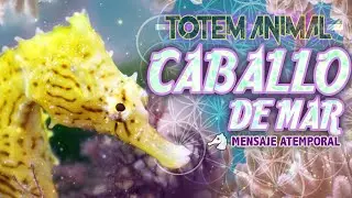 ⚫Totem Espiritu Animal de Poder | ⭐Caballo de Mar - Paciencia | Que Significa & Mensaje | Soullky