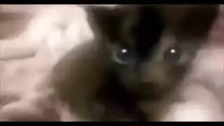 dingy cat gets owned