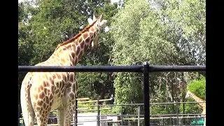 Mysore Zoo - A quick tour in Tamil