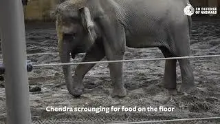 10 Worst Zoos for Elephants - #1 Oregon Zoo