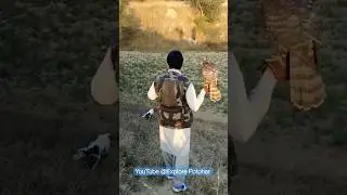 How Goshawk catch Francolin | How a Dog point Francolin | Amazing Shikar Bazz 2023 #viralshorts
