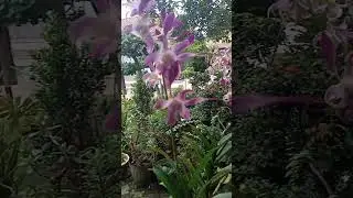 Anggrek jadul