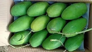 🥭Best Pakistani Mangos 🥭#pakistani #mango #fruit😋#sessional#trendingshorts#traditional #shorts#viral