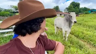 ENCONTREI O BOI PERFEITO PARA O GIGANTE BITELO! 