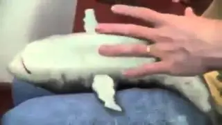 TOP Funny Animals Compilation 2015 (New) Part 6 | AnimalsDumpTV