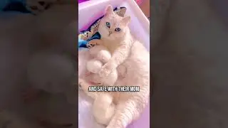 🤔Why Does My Cat Make Biscuits 🍞🥐🥖