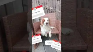 Bertie awsering questions #dog #puppy #questions