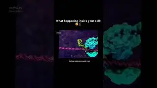 Hidden Complexity-the Cell
