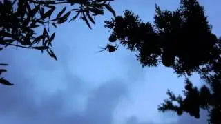 Araneus angulatus 1