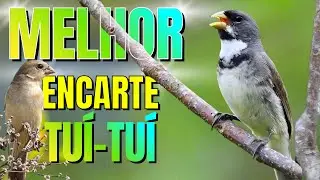 🟢 MELHOR CANTO TUI TUI PARA ENCARTE🟢🟢ÁUDIO COM FÊMEA - TURBINE SEU COLEIRO 🟢