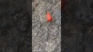 This is a Red Apion Weevil and its small and red