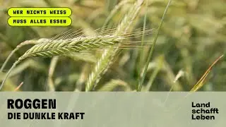 Roggen – die dunkle Kraft
