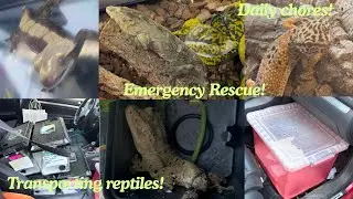 A Day in The Life of a 🦎Reptile Girl🐍