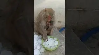 monkey in winter #monkey #bandar #monkeyvideo