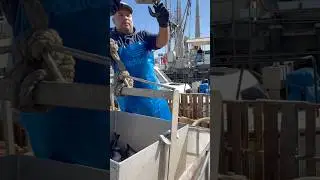 Sablefish aka Black Cod #commercialfishing #fishing #shorts