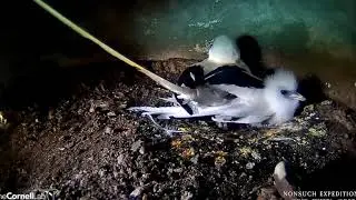 Longtail chick emergers from beneath a parent     13 19 Video 2019 05 06 122950