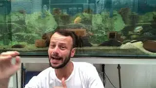 Til&aacute;pia butticoferi