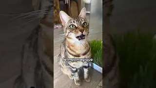 Le SECRET pour comprendre TOUT ce que ton chat te dit 😻🫢 #shorts #chat