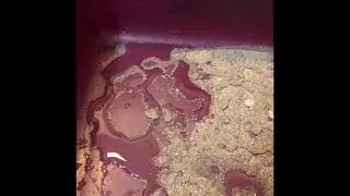 Cat Urine Collection