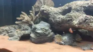 Spotted Scat Fish - Scatophagus argus