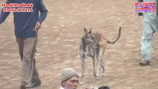 3 Jan 2024 Round 4 National Club Salum Coursing Race