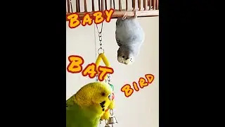 Baby Bat Bird!        #babycakes #budgies #birdsounds  #MangoMan #Parakeets #singingbirds #birds
