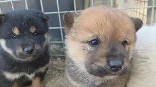 보리자견들 이제 바깥세상 구경 하러 쫄쫄쫄 걸어다녀요^^Korean Jindo Dog. 