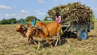 New Young Bullock Cart Heavy Load Ride | Indian Bullock Cart